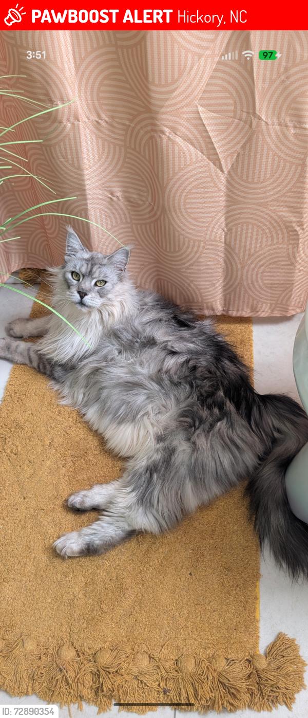 Lost Female Cat last seen Mattingly Drive in Hidden Creek Estates , Hickory, NC 28602