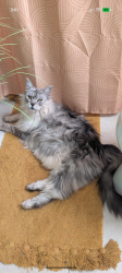 Lost Female Cat last seen Mattingly Drive in Hidden Creek Estates , Hickory, NC 28602