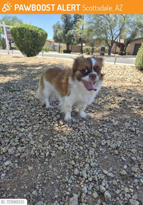 Found/Stray Male Dog last seen Acoma & Thunderbird , Scottsdale, AZ 85254
