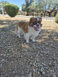 Found/Stray Male Dog last seen Acoma & Thunderbird , Scottsdale, AZ 85254