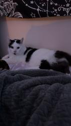 Lost Male Cat last seen Fries Parkway, Parkersburg, WV 26101