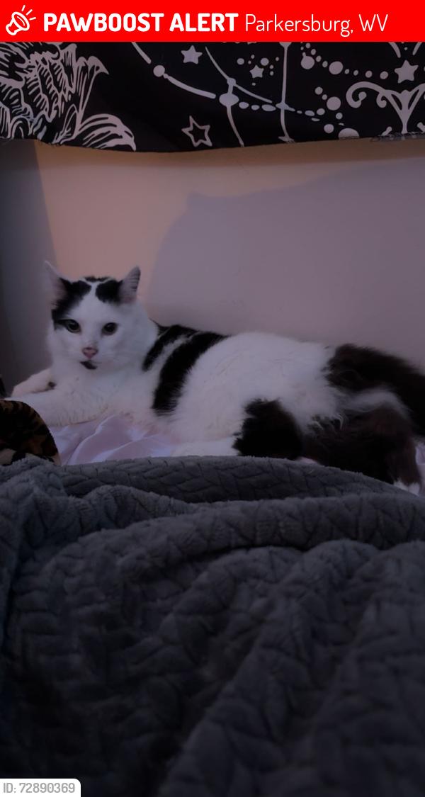 Lost Male Cat last seen Fries Parkway, Parkersburg, WV 26101