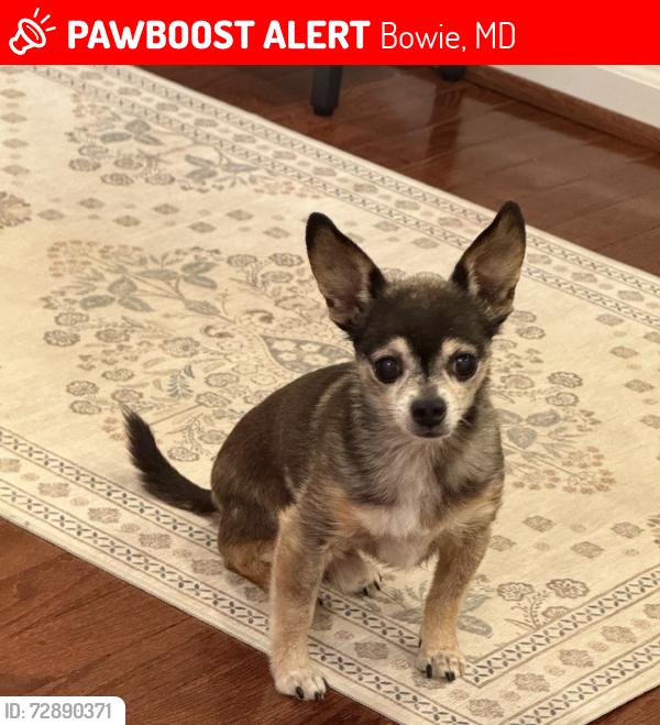 Lost Male Dog last seen Near ST simons chapel Rd in Fairwood, Bowie , Bowie, MD 20720