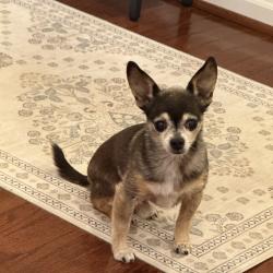 Lost Male Dog last seen Near ST simons chapel Rd in Fairwood, Bowie , Bowie, MD 20720