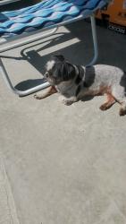 Found/Stray Female Dog last seen Jacob’s creek @ Bookman road in Elgin SC, Bookman Rd, SC 29045