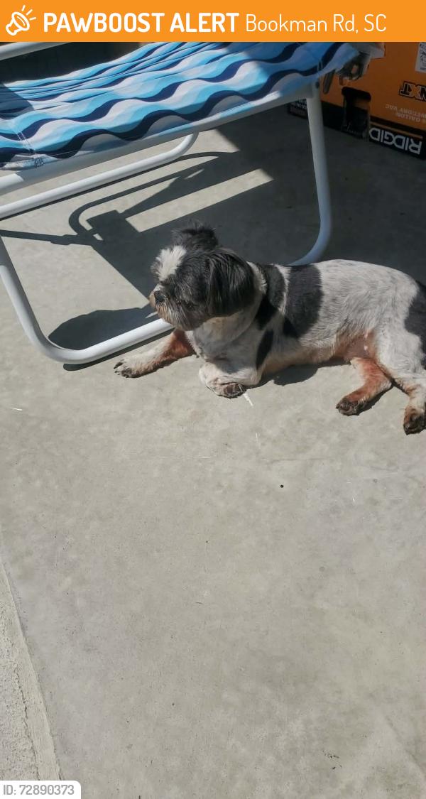 Found/Stray Female Dog last seen Jacob’s creek @ Bookman road in Elgin SC, Bookman Rd, SC 29045