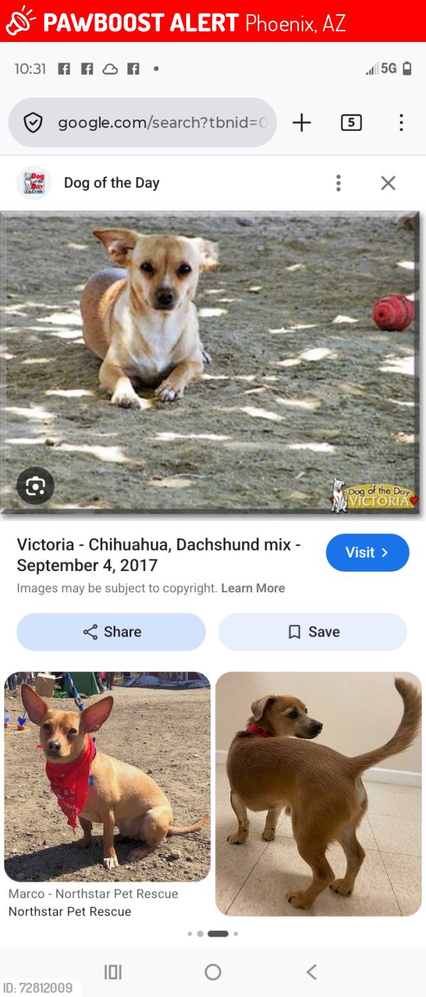 Lost Male Dog last seen 7th St and bell rd, Phoenix, AZ 85032