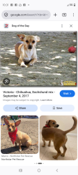 Lost Male Dog last seen 7th St and bell rd, Phoenix, AZ 85032