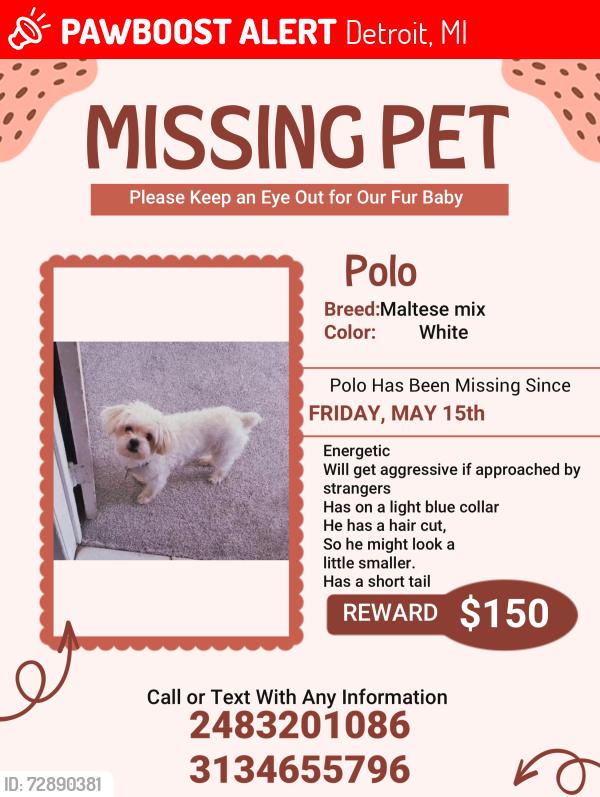 Lost Male Dog last seen Livernois near 7 and 8 mile , Detroit, MI 48221