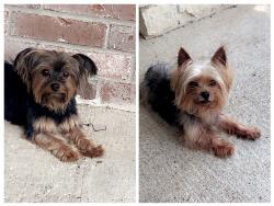 Lost Unknown Dog last seen they were last spotted at Macedonia Worship Center at 4341 Brinkley St, Houston, TX 77051