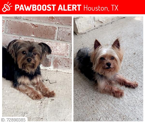 Lost Unknown Dog last seen they were last spotted at Macedonia Worship Center at 4341 Brinkley St, Houston, TX 77051