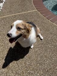 Found/Stray Unknown Dog last seen Tulane and Ohio , Plano, TX 75093