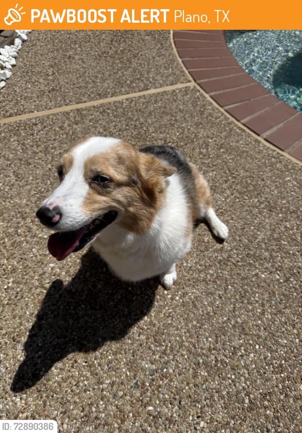Found/Stray Unknown Dog last seen Tulane and Ohio , Plano, TX 75093