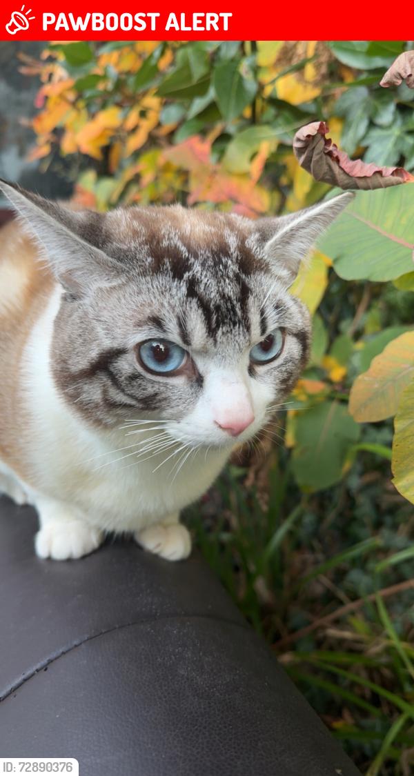 Lost Male Cat last seen Kings drive area , Greater London, England HA8 8EE