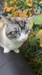 Lost Male Cat last seen Kings drive area , Greater London, England HA8 8EE