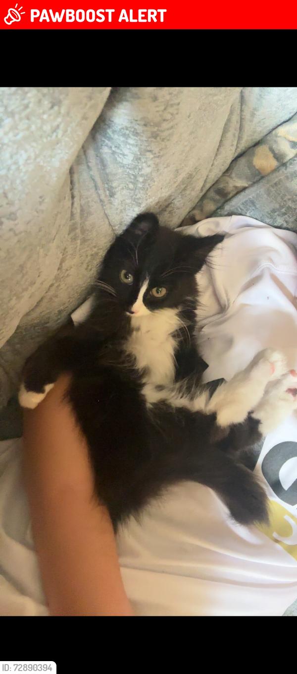 Lost Female Cat last seen Hutton Park and Pine Hills, Fort Bend County, TX 77494