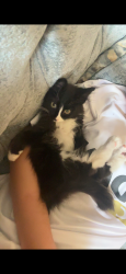 Lost Female Cat last seen Hutton Park and Pine Hills, Fort Bend County, TX 77494
