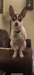 Lost Male Dog last seen Mill creek road , lebnon road , Mebane, NC 27302