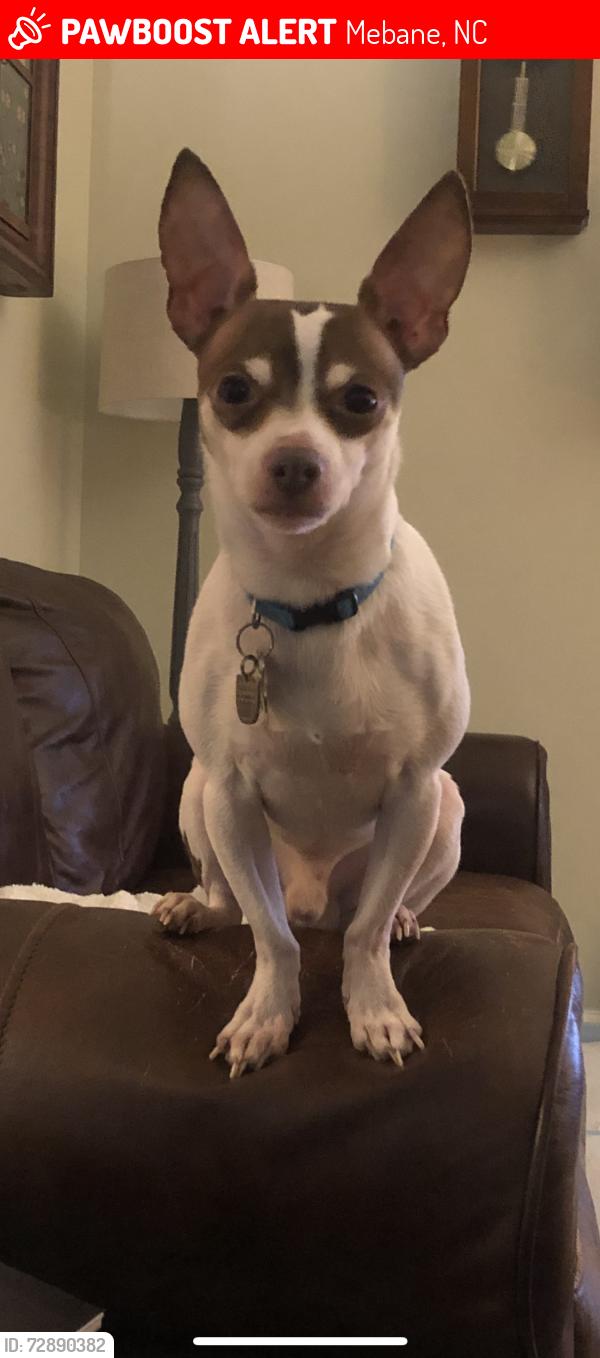 Lost Male Dog last seen Mill creek road , lebnon road , Mebane, NC 27302