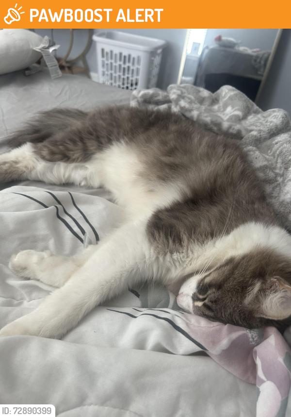 Found/Stray Unknown Cat last seen palm cove , Panama City Beach, FL 32407