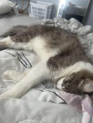 Found/Stray Unknown Cat last seen palm cove , Panama City Beach, FL 32407