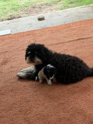 Lost Female Dog last seen Pueblo trail, Lake Worth, TX 76135