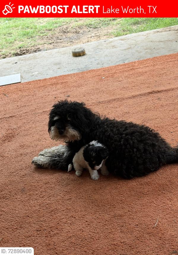 Lost Female Dog last seen Pueblo trail, Lake Worth, TX 76135