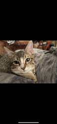 Lost Male Cat last seen Snellville, GA, Loganville, GA 30052