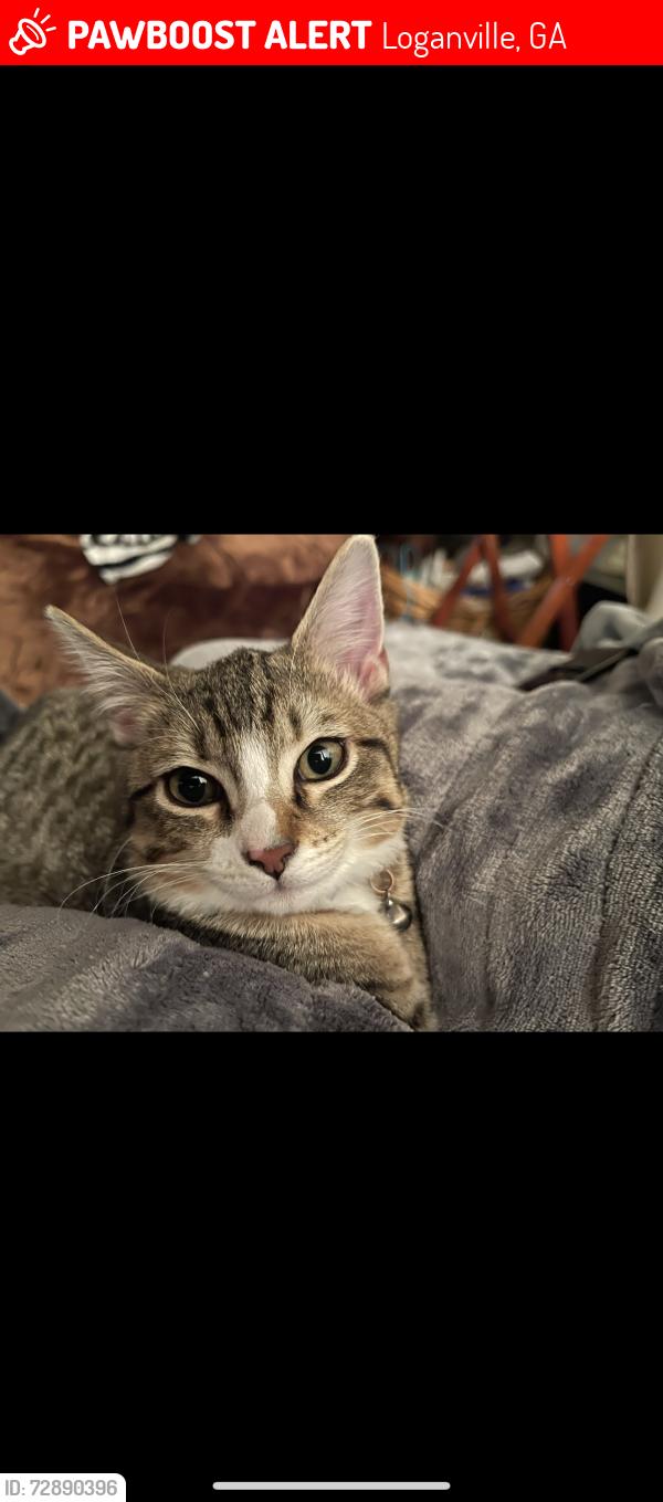 Lost Male Cat last seen Snellville, GA, Loganville, GA 30052