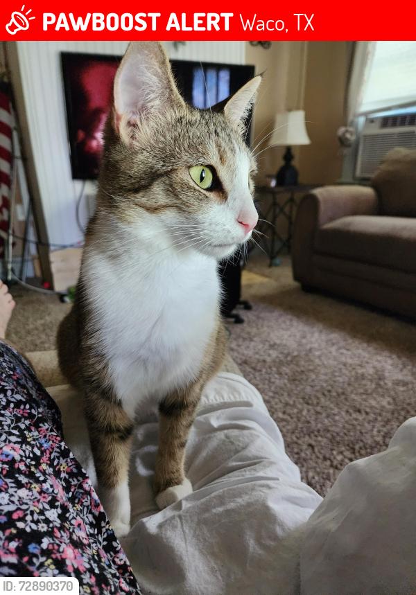 Lost Female Cat last seen Homan and 31st alley, Waco, TX 76707