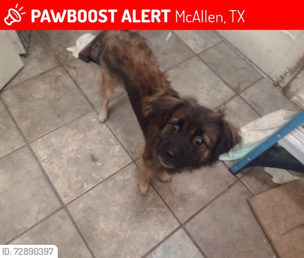 Lost Female Dog last seen Around bicentennial Harvey and 21st dt, McAllen, TX 78501