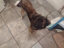 Lost Female Dog last seen Around bicentennial Harvey and 21st dt, McAllen, TX 78501