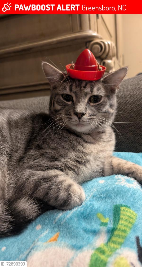 Lost Male Cat last seen Guilford College rd near Wendover ave & Jamestown , Greensboro, NC 27409