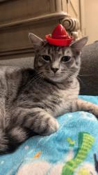 Lost Male Cat last seen Guilford College rd near Wendover ave & Jamestown , Greensboro, NC 27409