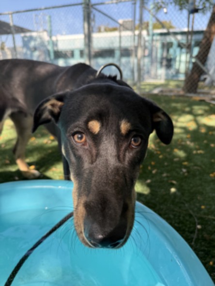Shelter Stray Male Dog last seen , Chatsworth, CA 91311