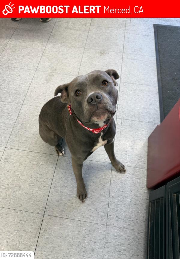 Lost Female Dog last seen HIGHWAY 59 IN MERCED CA 95348, Merced, CA 95341