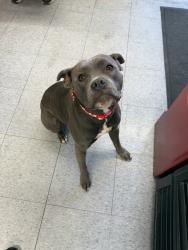 Lost Female Dog last seen HIGHWAY 59 IN MERCED CA 95348, Merced, CA 95341