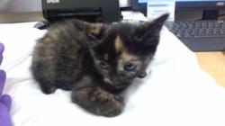Shelter Stray Female Cat last seen Near BLOCK SW 22 ST, 3599 NW 79th Ave, Doral, FL 33122, USA