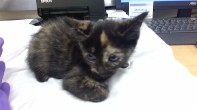 Shelter Stray Female Cat last seen Near BLOCK SW 22 ST, 3599 NW 79th Ave, Doral, FL 33122, USA