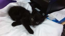 Shelter Stray Male Cat last seen Near BLOCK SW 22 ST, 3599 NW 79th Ave, Doral, FL 33122, USA
