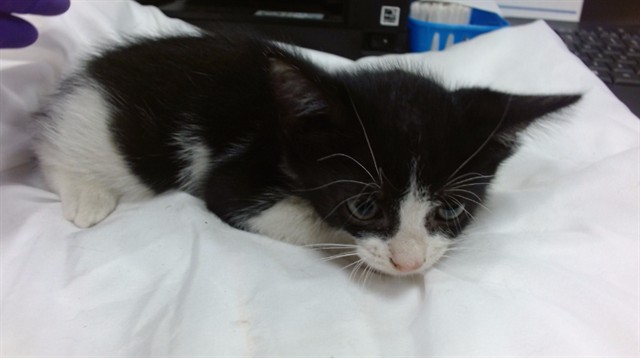 Shelter Stray Female Cat last seen Near BLOCK SW 22 ST, 3599 NW 79th Ave, Doral, FL 33122, USA