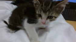 Shelter Stray Male Cat last seen Near BLOCK SW 22 ST, 3599 NW 79th Ave, Doral, FL 33122, USA
