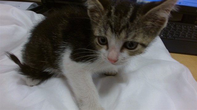 Shelter Stray Male Cat last seen Near BLOCK SW 22 ST, 3599 NW 79th Ave, Doral, FL 33122, USA