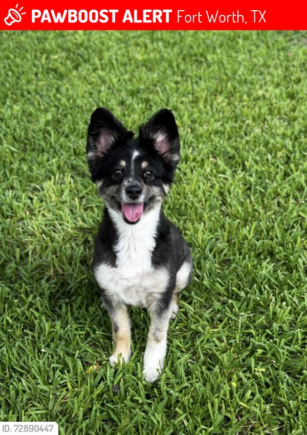 Lost Female Dog last seen Wimbleton Way and Wilkie Way, Fort Worth, TX 76133