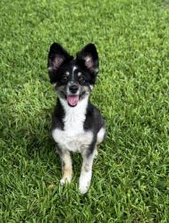 Lost Female Dog last seen Wimbleton Way and Wilkie Way, Fort Worth, TX 76133