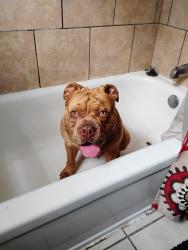Lost Male Dog last seen NE 23 and Martin Luther King Blvd , Oklahoma City, OK 73111