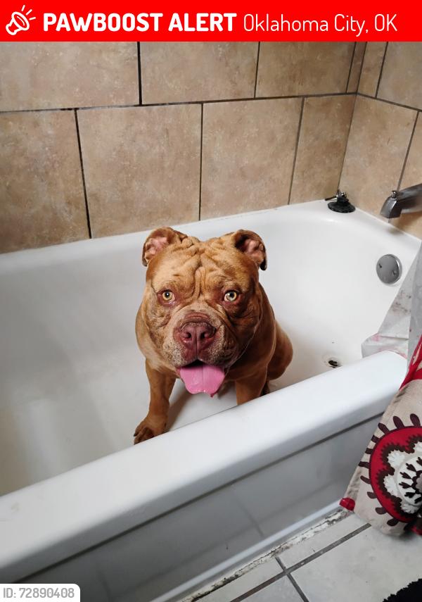 Lost Male Dog last seen NE 23 and Martin Luther King Blvd , Oklahoma City, OK 73111