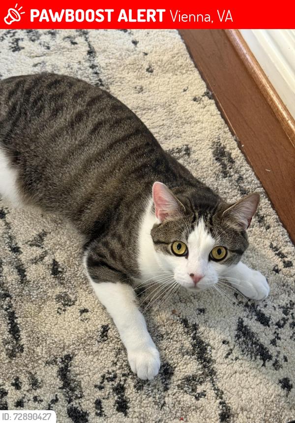 Lost Male Cat last seen Marshall Roas, Vienna, VA 22180