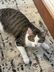 Lost Male Cat last seen Marshall Roas, Vienna, VA 22180