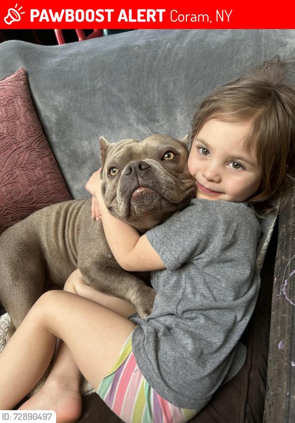 Lost Male Dog last seen Coram, Coram, NY 11727